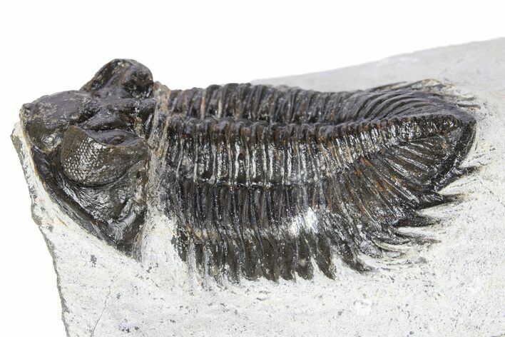 Bargain, Coltraneia Trilobite Fossil - Huge Faceted Eyes #341298